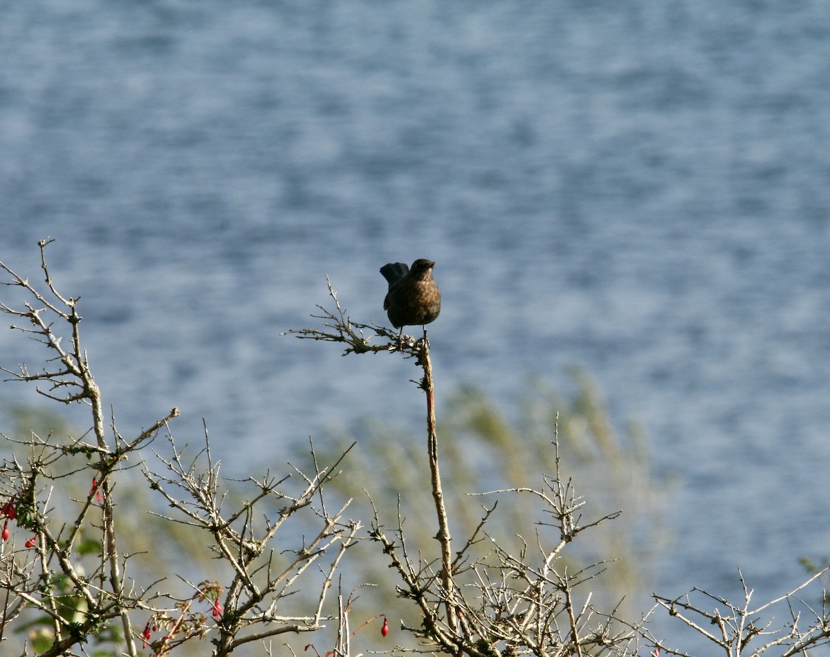 Karatavuk - ML609894582
