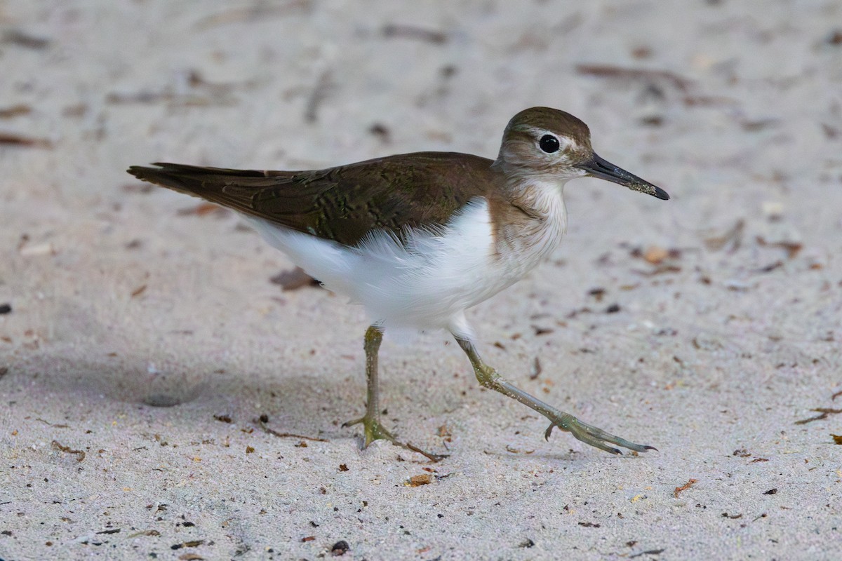 Common Sandpiper - ML609894639