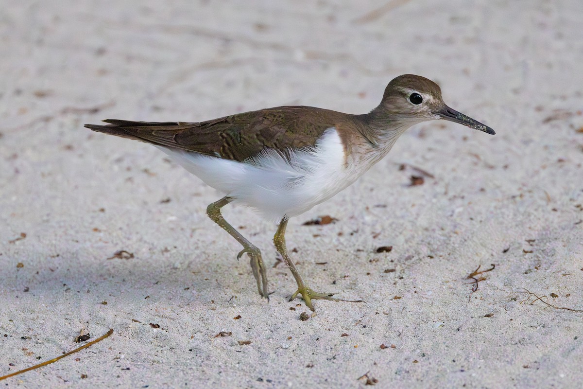 Common Sandpiper - ML609894640