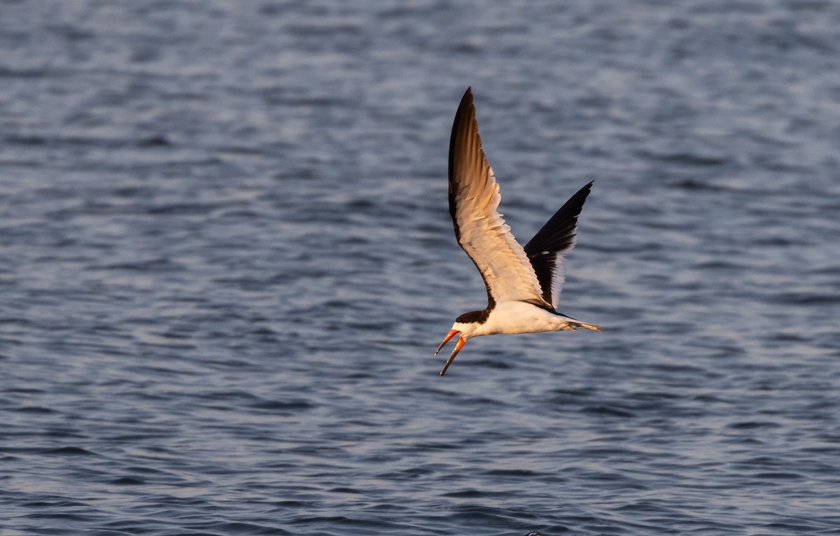 Black Skimmer - Jay McGowan