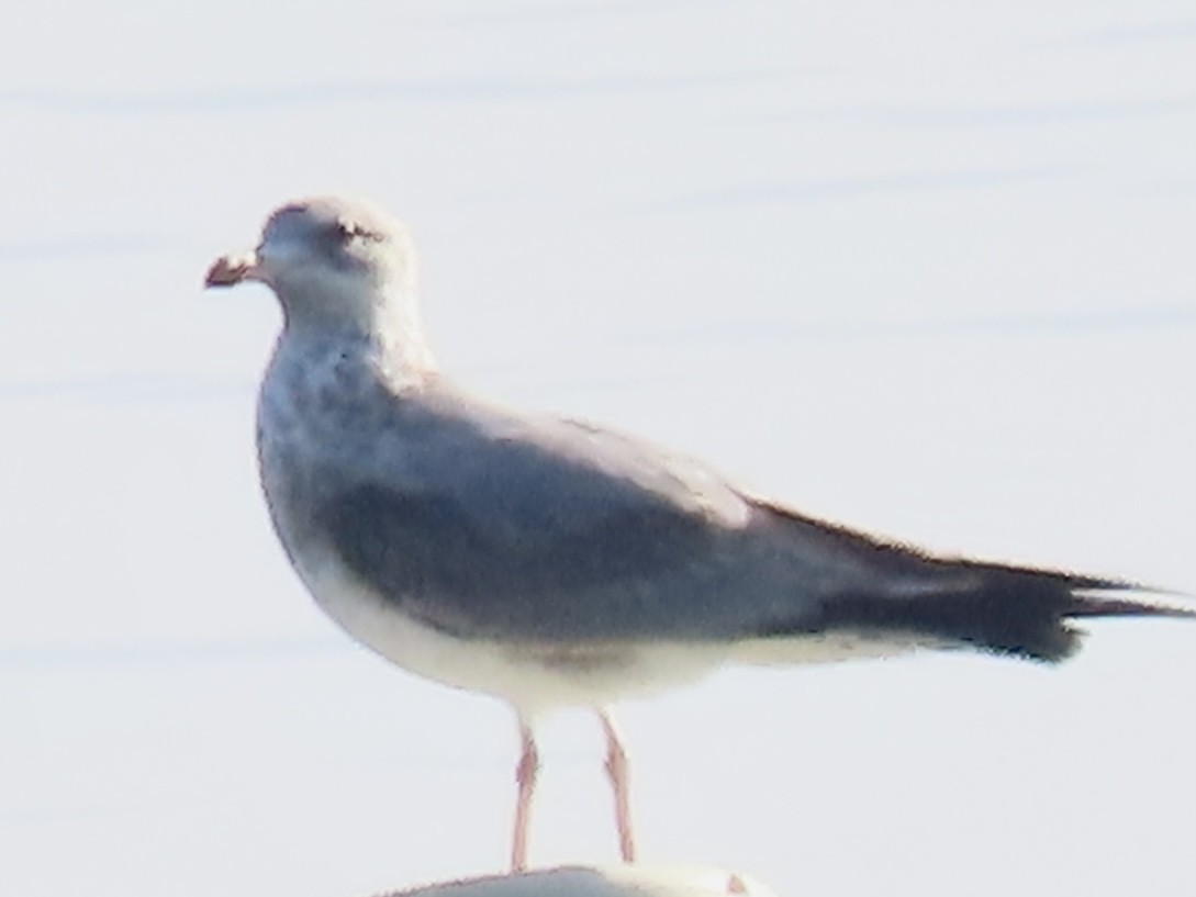 Ring-billed Gull - ML609894654