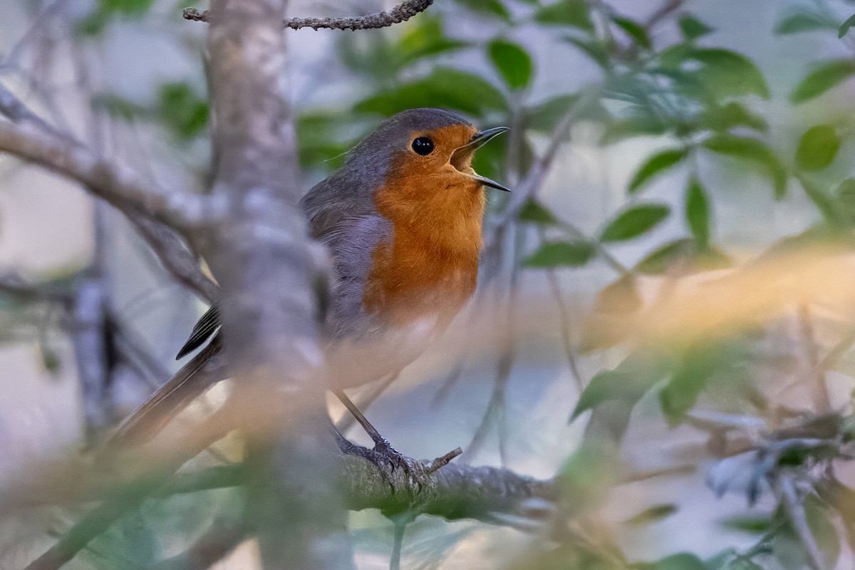 European Robin - ML609894660