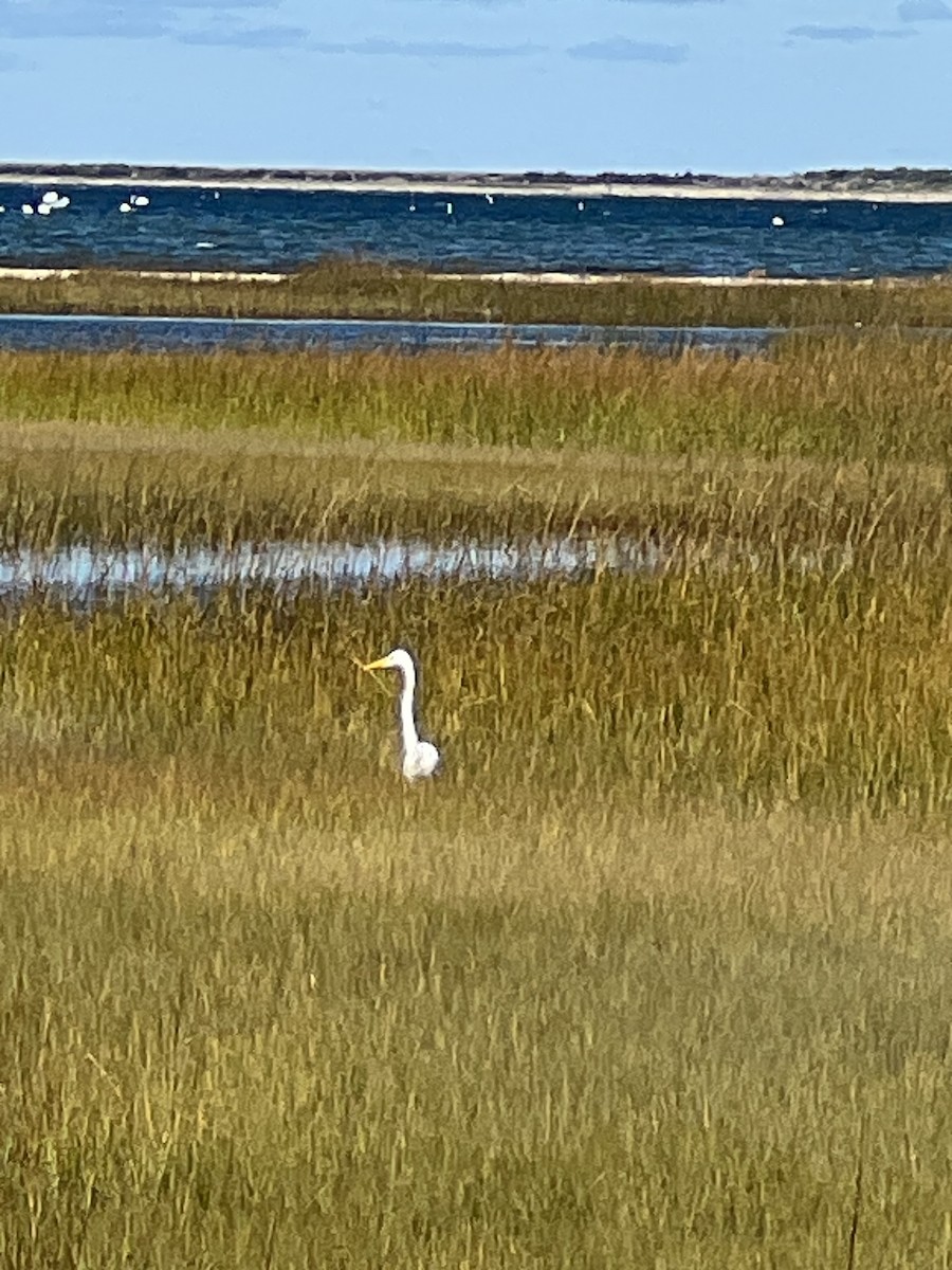 Great Egret - ML609894697