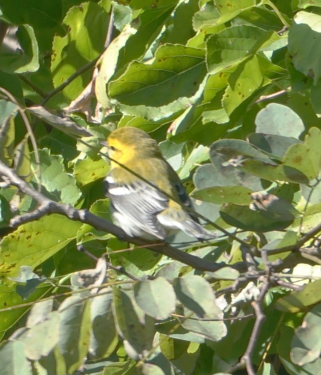 Black-throated Green Warbler - ML609894709