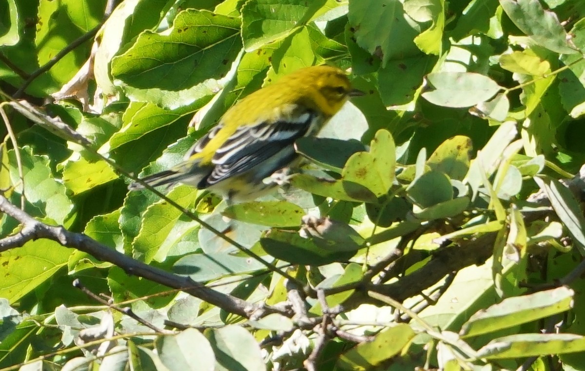 Black-throated Green Warbler - ML609894710