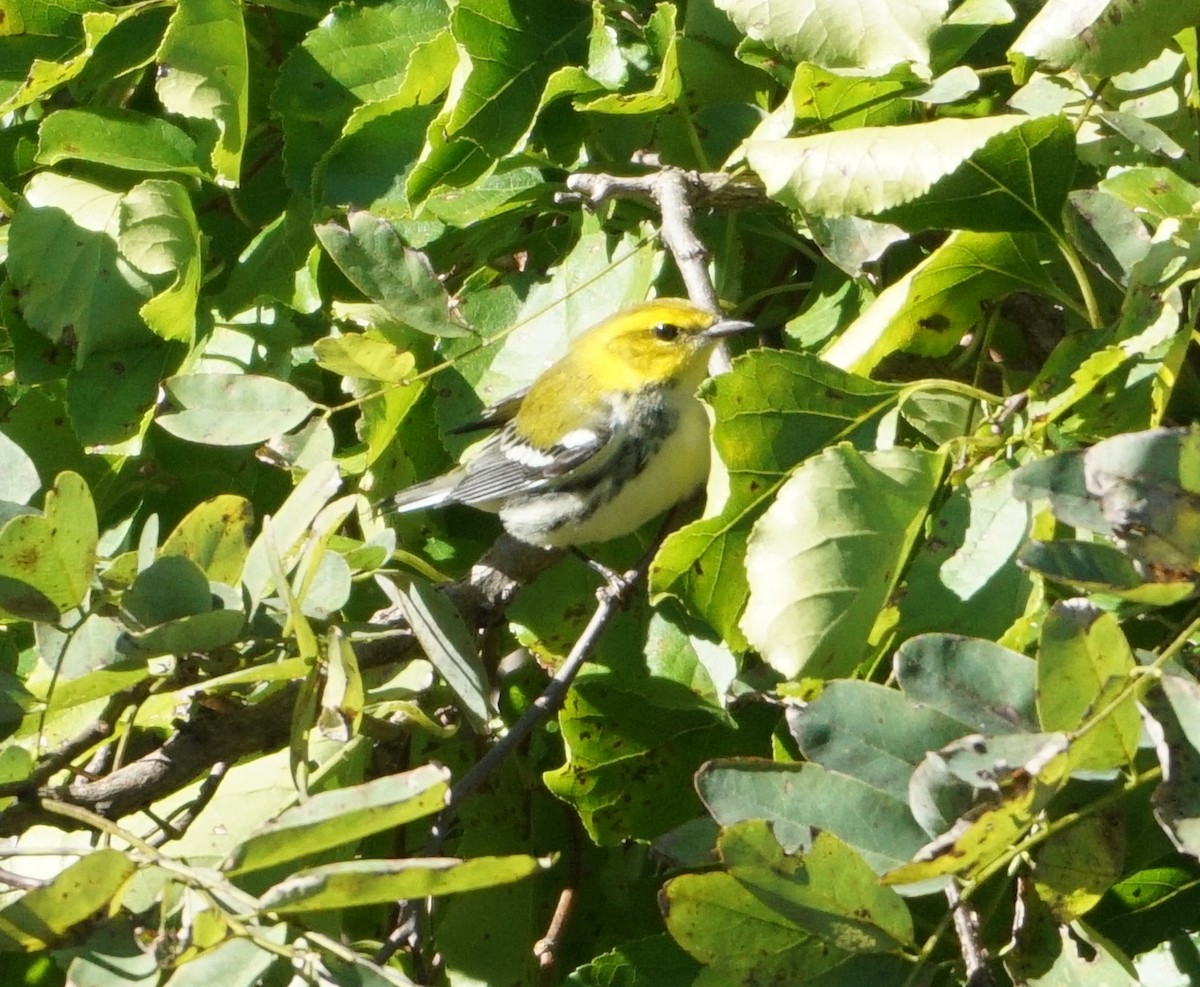 Black-throated Green Warbler - Melody Ragle