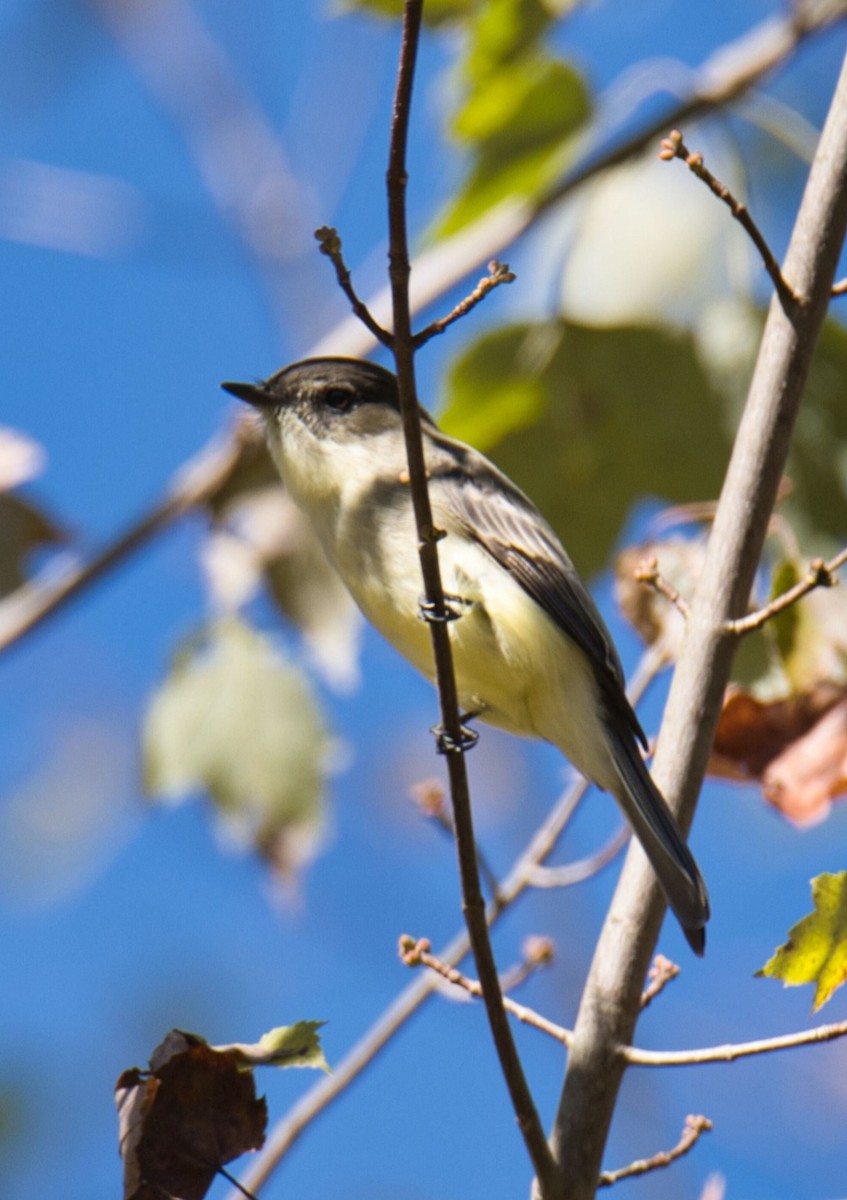 Eastern Phoebe - ML609894716