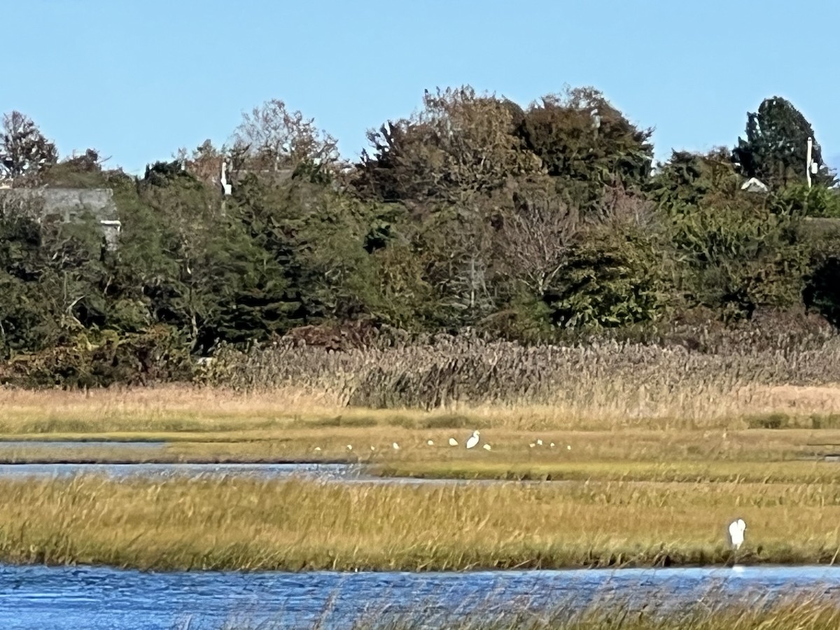 Snowy Egret - ML609894723