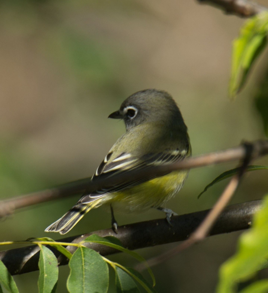 Blue-headed Vireo - ML609894734