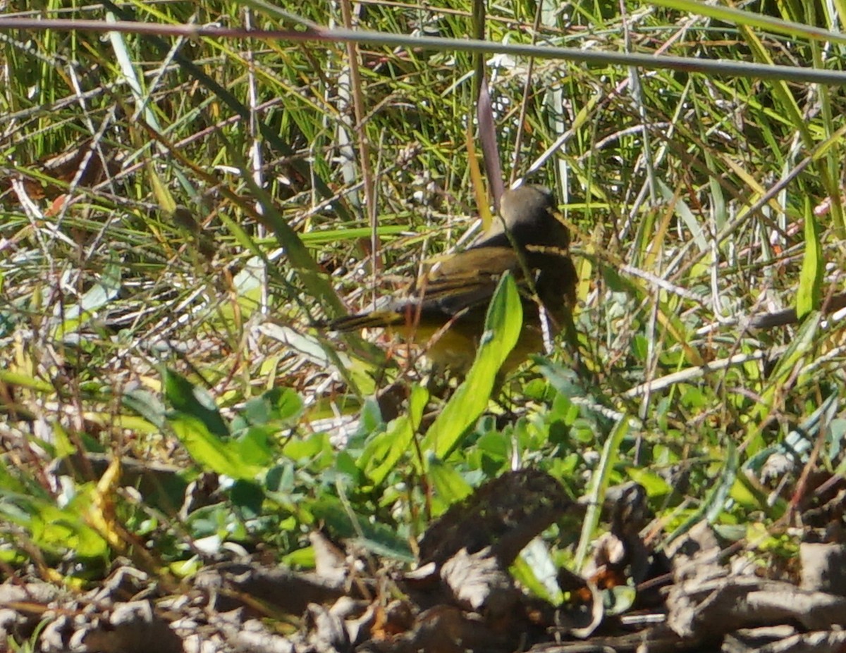 Palm Warbler - ML609894746