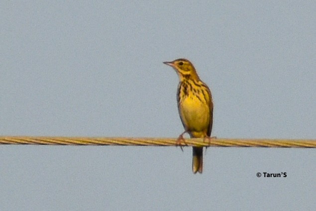 Tree Pipit - Tarun Sutaria