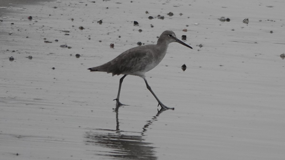 Willet - ML609894765