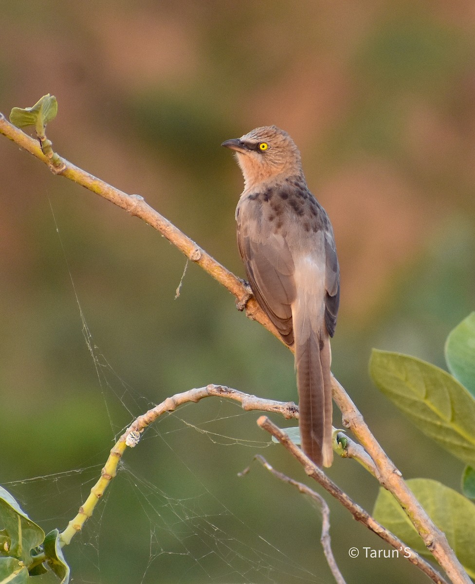 Large Gray Babbler - ML609894852