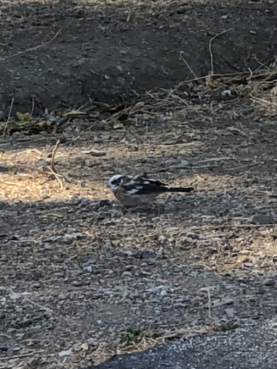 Dark-eyed Junco (Oregon) - ML609894859