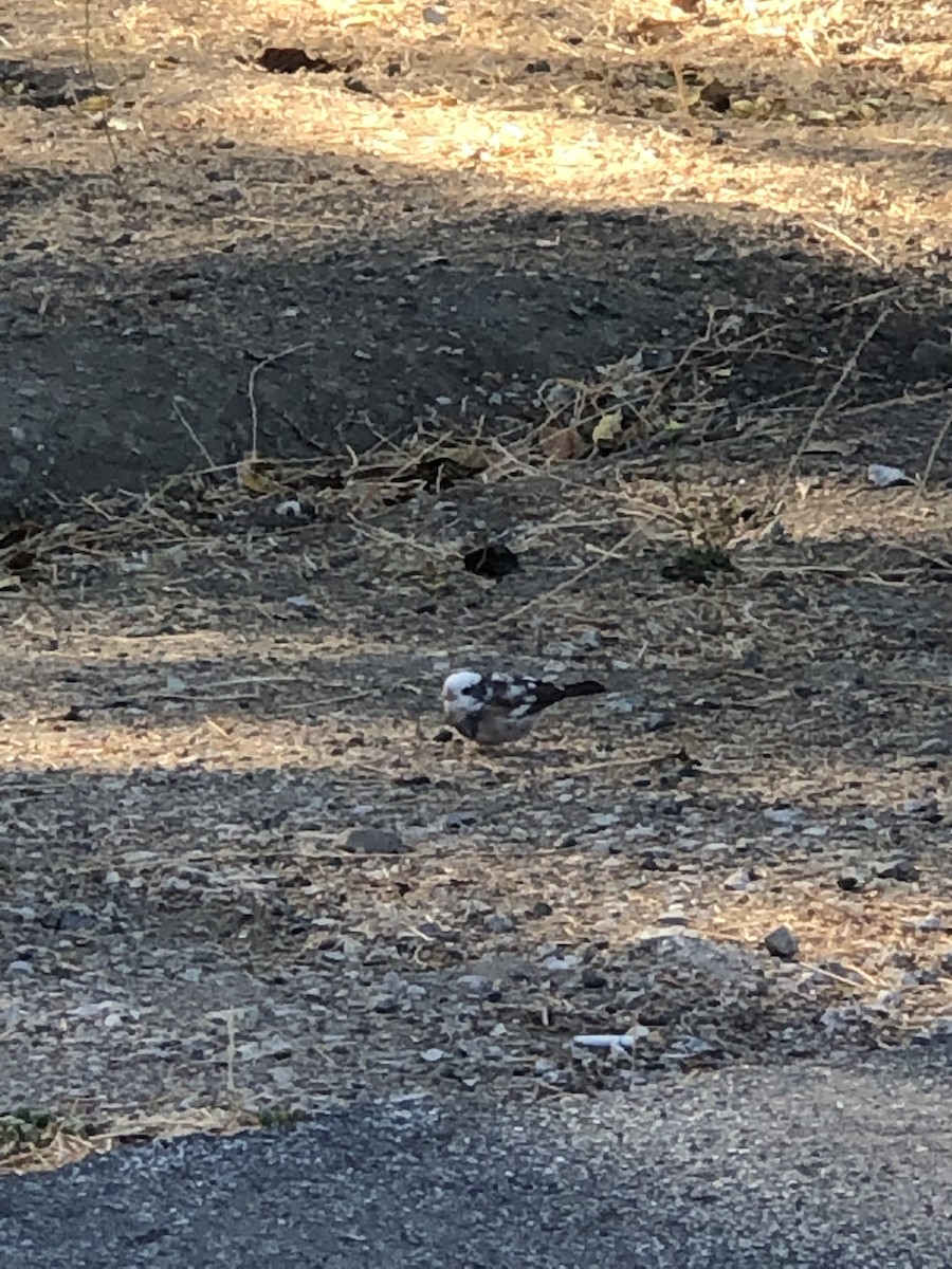 Dark-eyed Junco (Oregon) - ML609894860