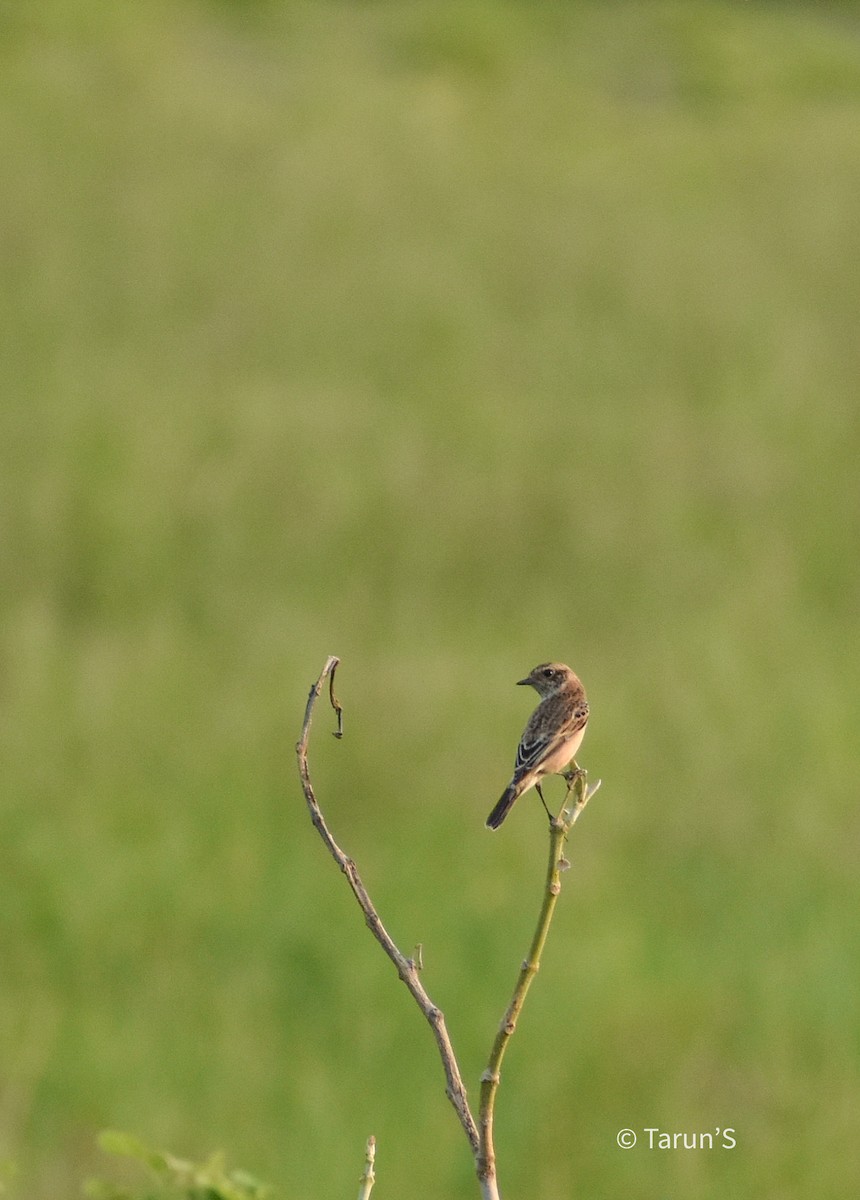 Pied Bushchat - Tarun Sutaria