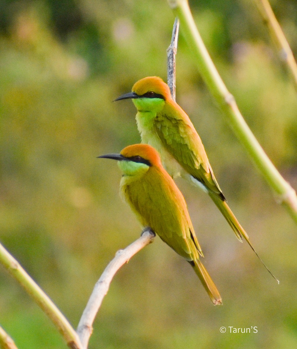 Asian Green Bee-eater - Tarun Sutaria