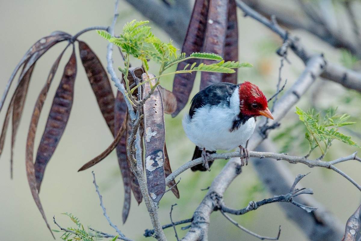 Yellow-billed Cardinal - ML609894893