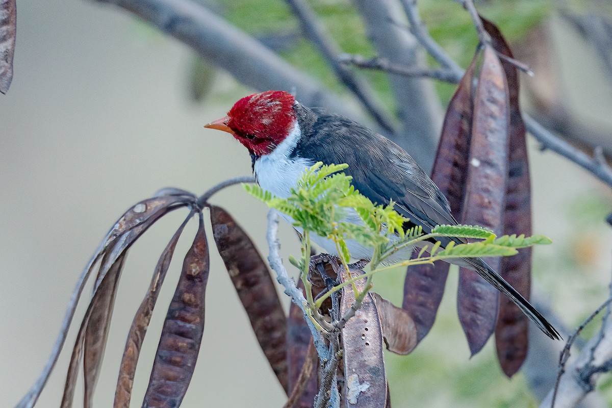 Yellow-billed Cardinal - ML609894894