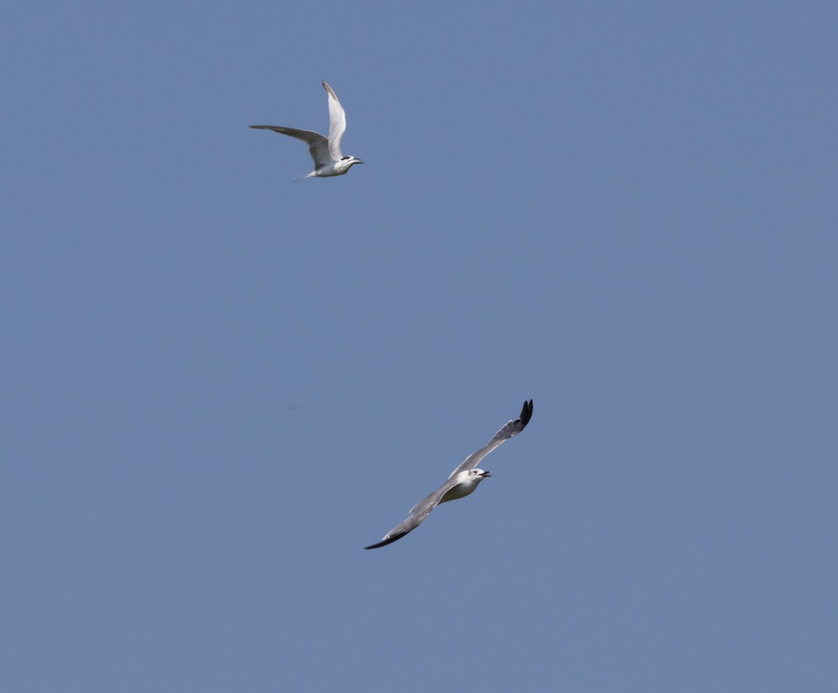 Forster's Tern - ML609894981