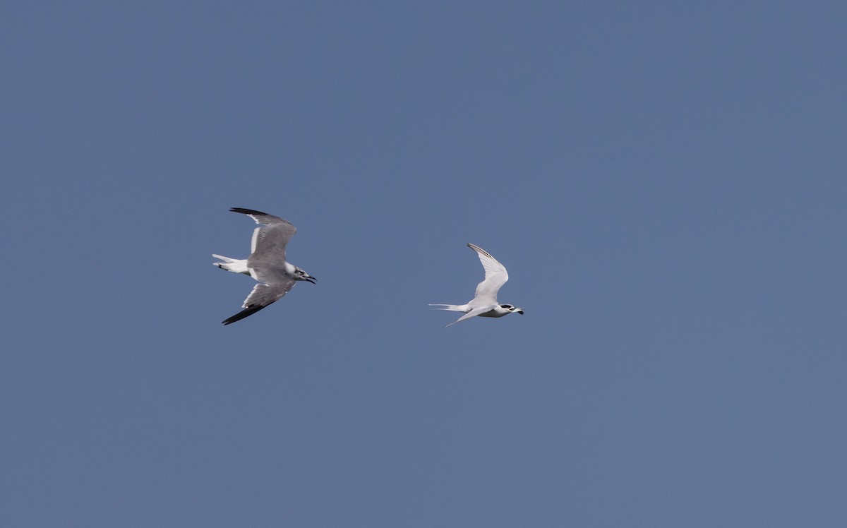 Forster's Tern - ML609894988