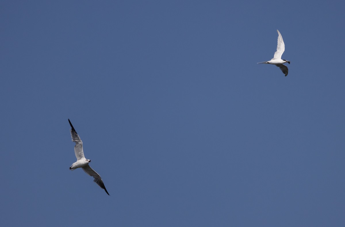 Forster's Tern - ML609894991