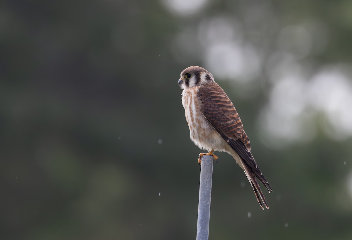 American Kestrel - Jay McGowan