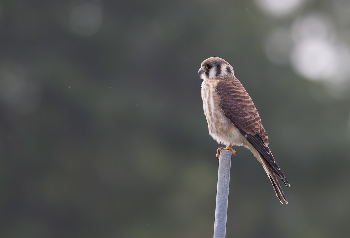 American Kestrel - ML609895022