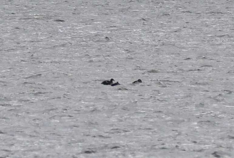 White-winged Scoter - ML609895027