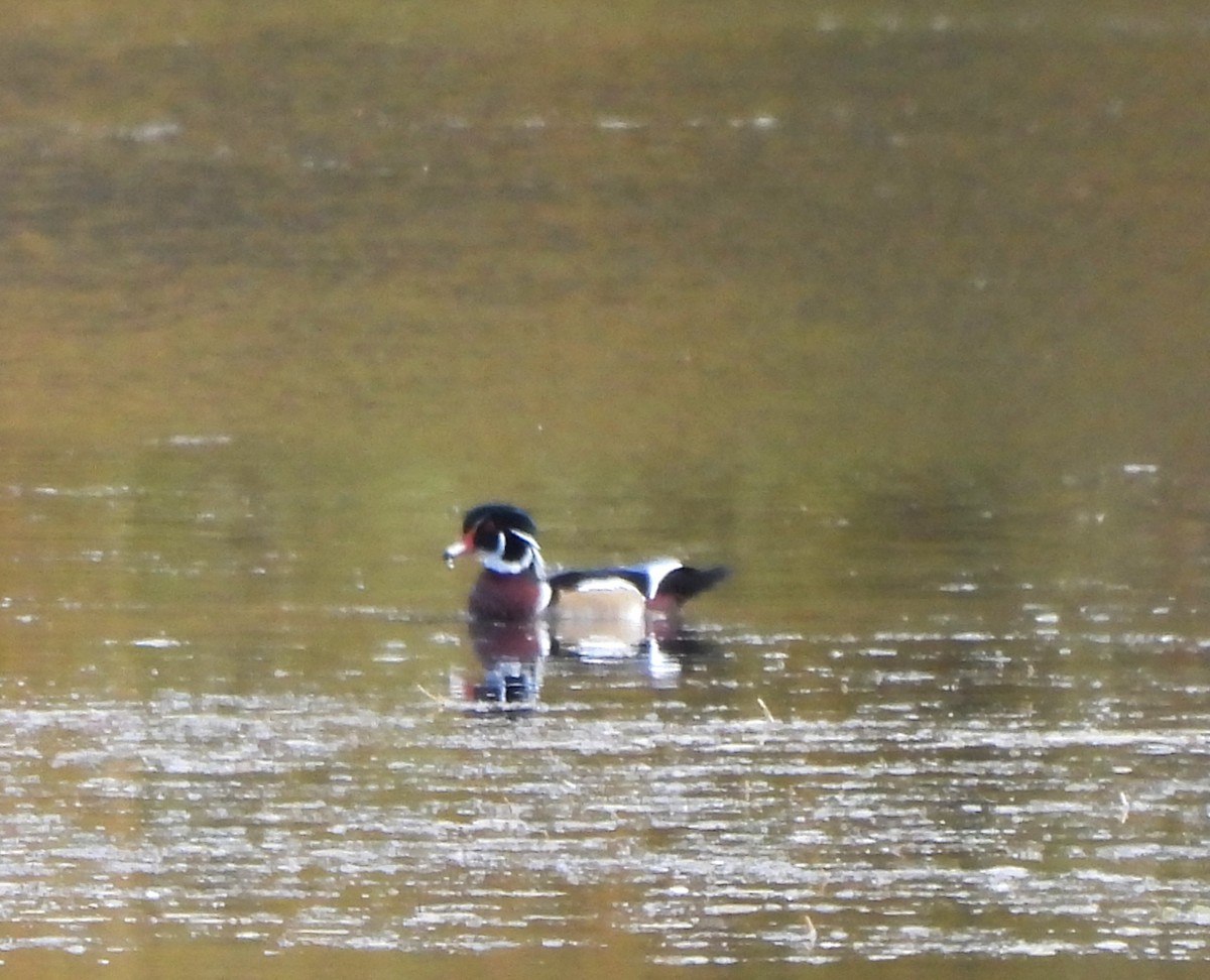 Wood Duck - ML609895109