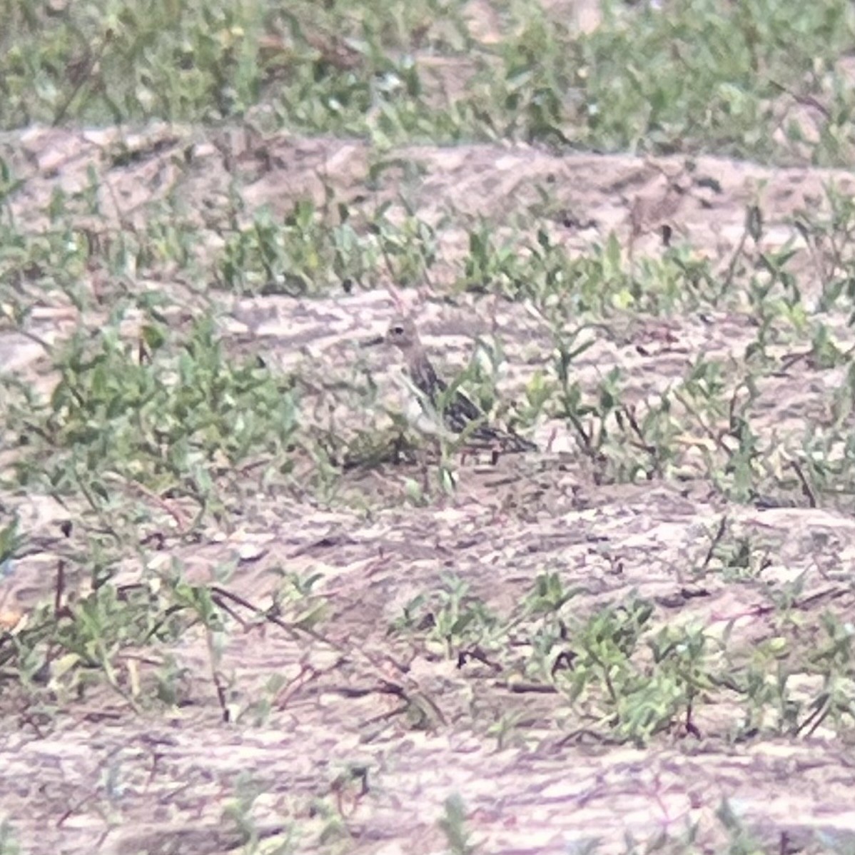 Buff-breasted Sandpiper - ML609895126