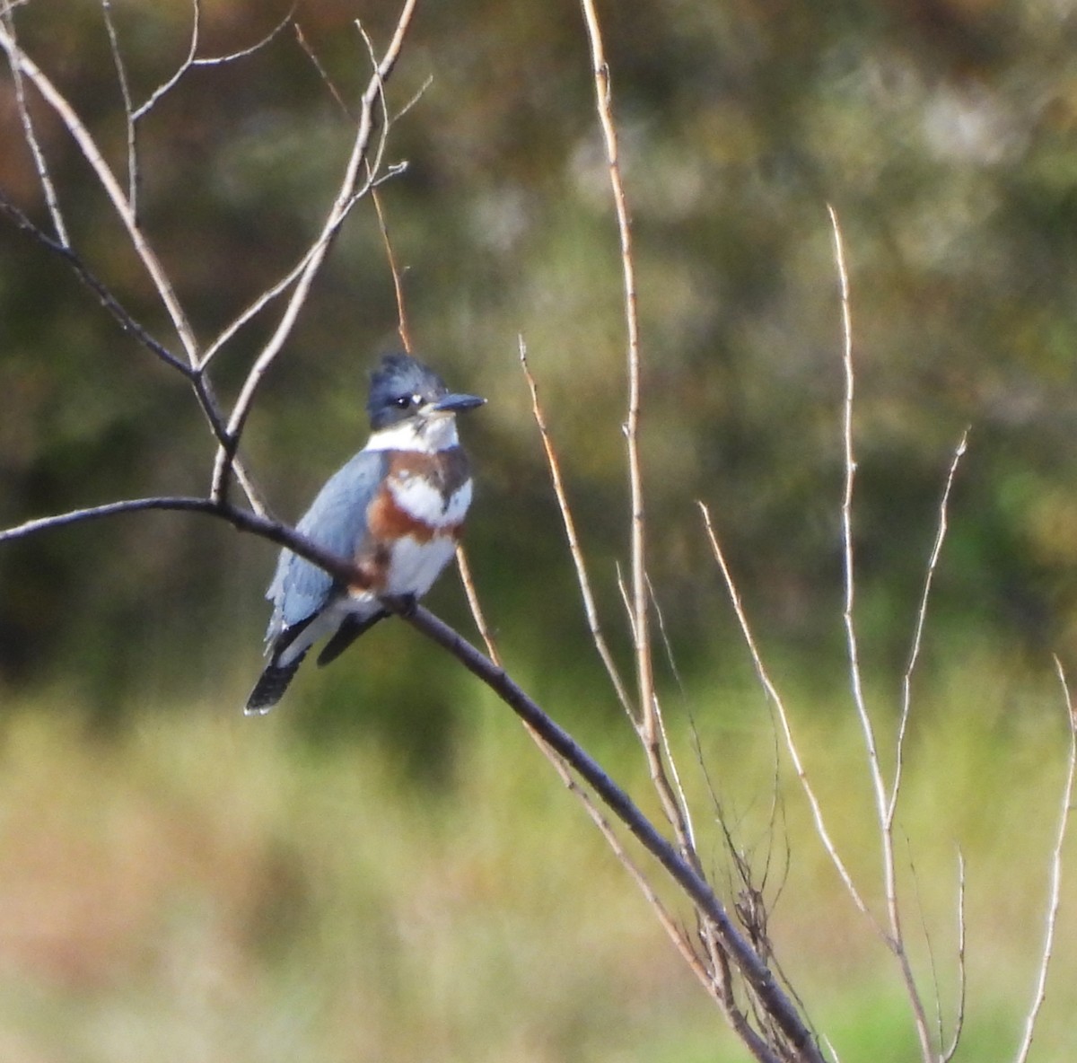 Belted Kingfisher - ML609895142