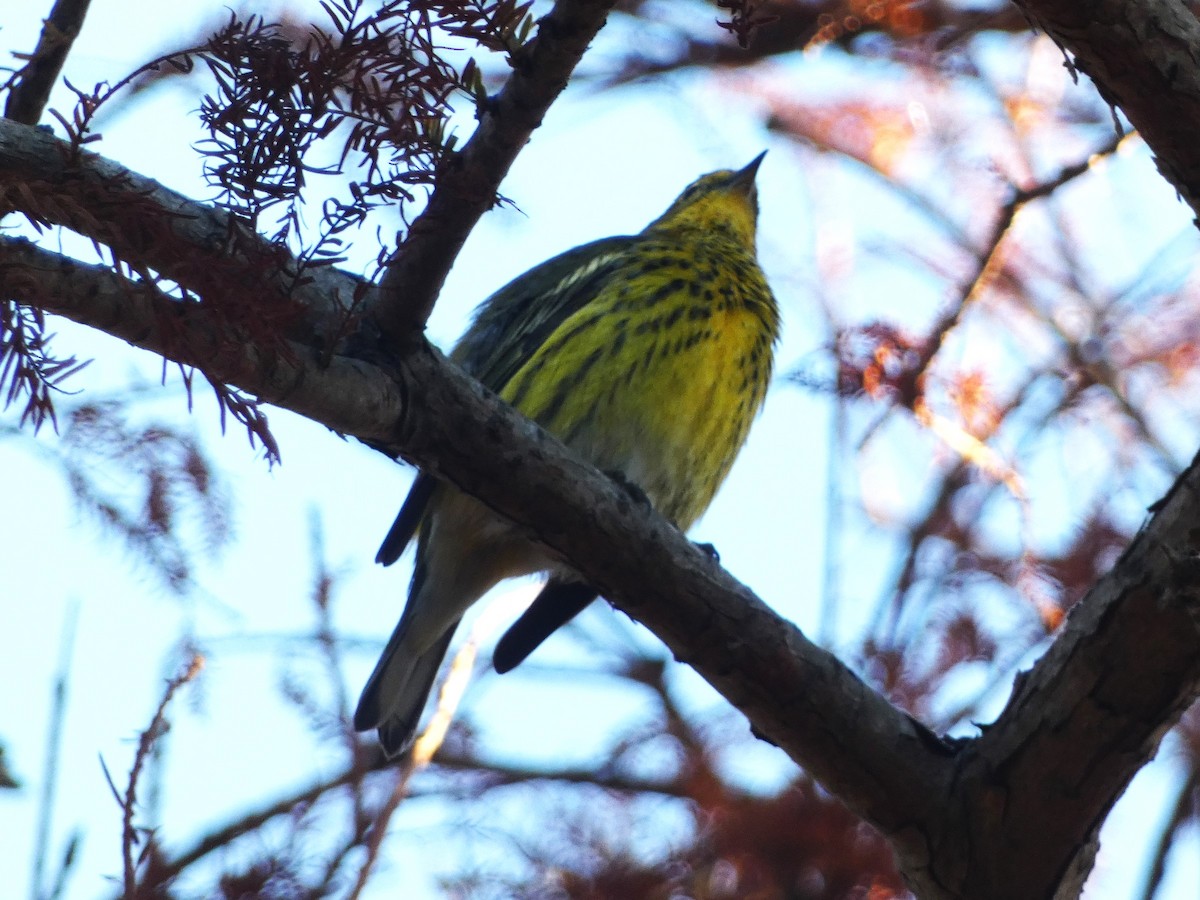 Cape May Warbler - ML609895183