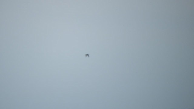 Northern Gannet - ML609895190