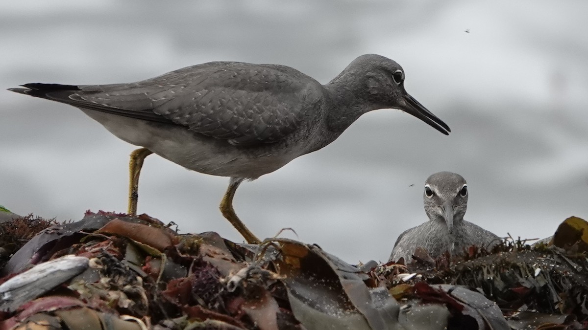 Wandering Tattler - ML609895254