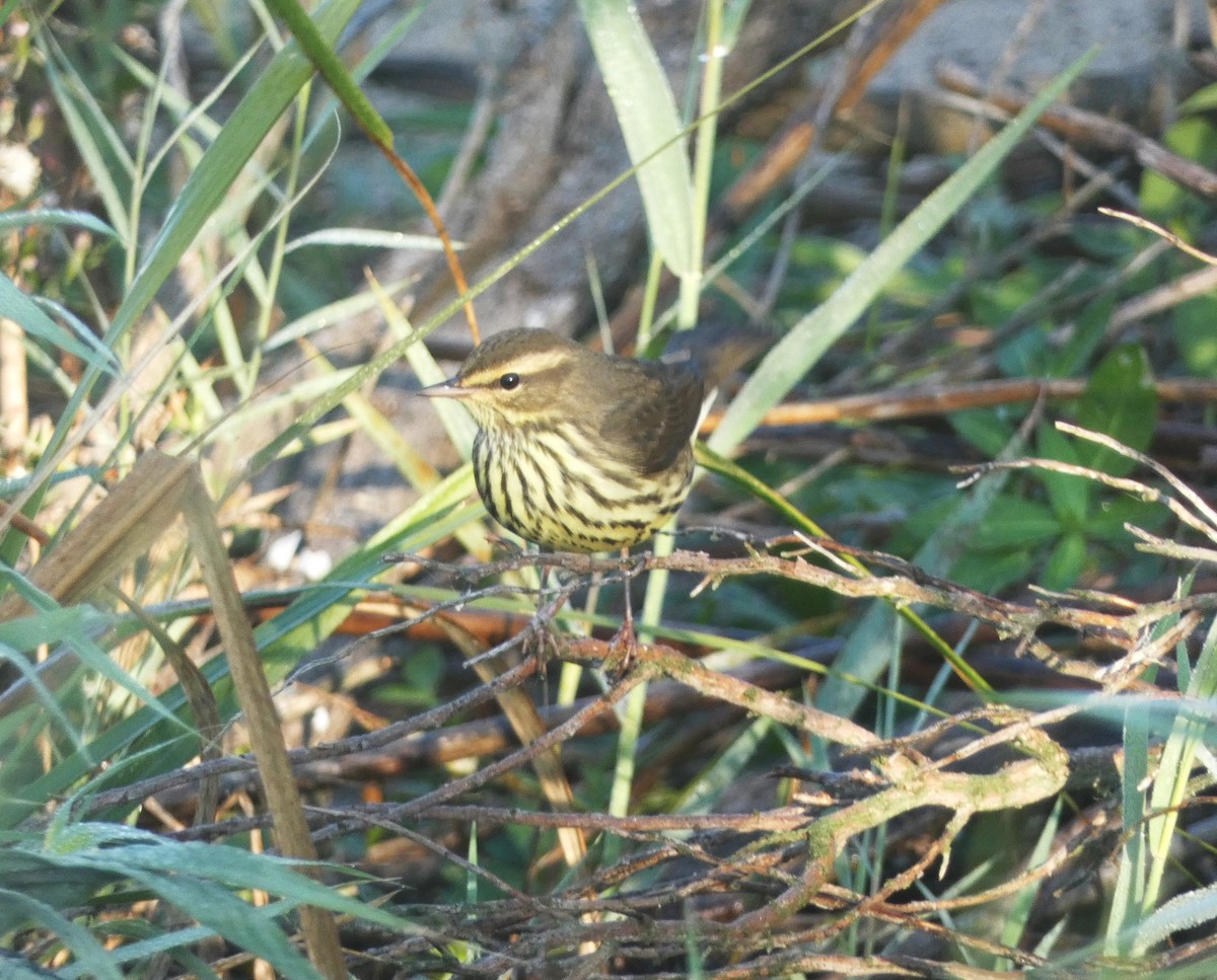 Northern Waterthrush - Paul King