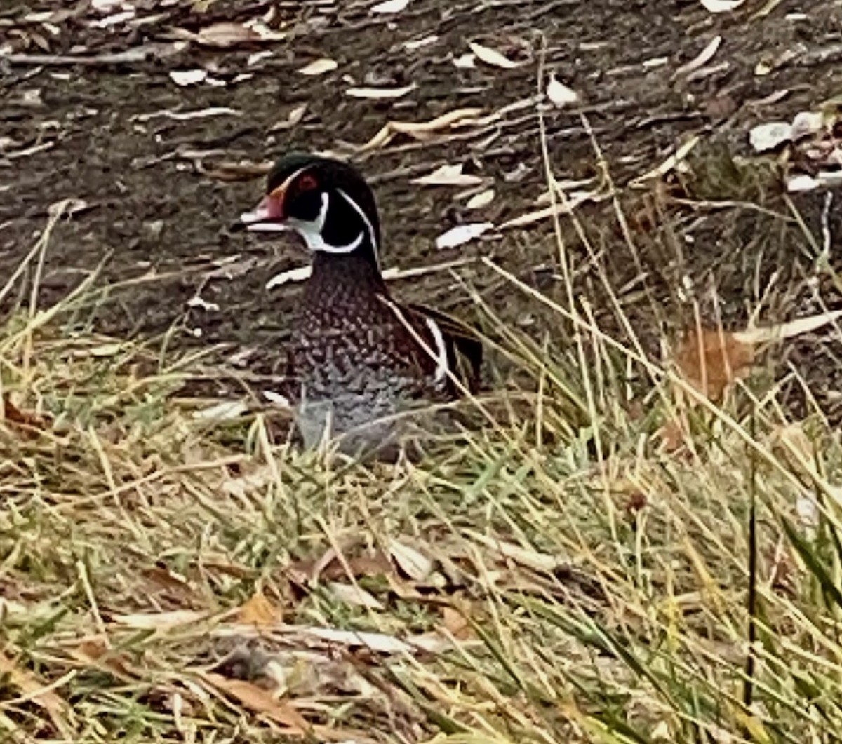 Wood Duck - ML609895328