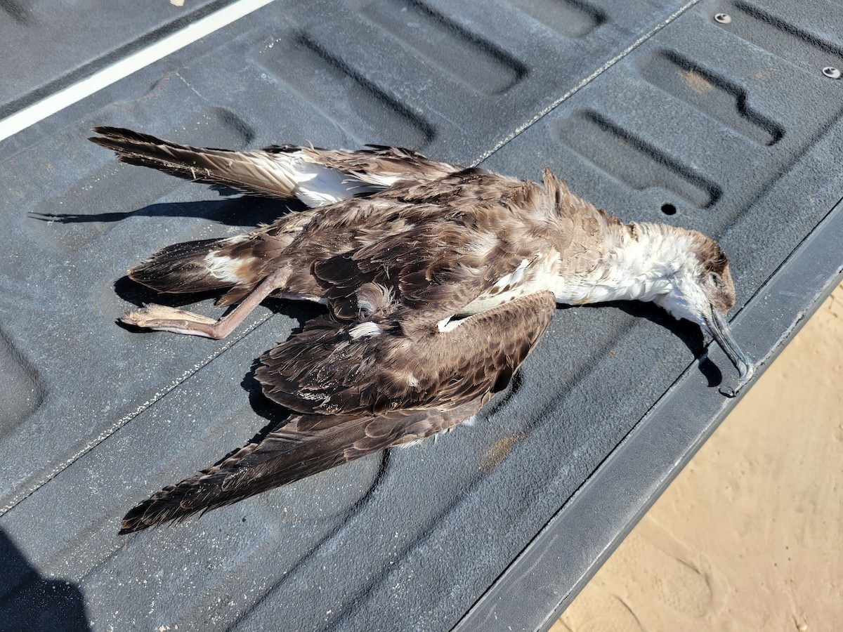 Great Shearwater - ML609895335