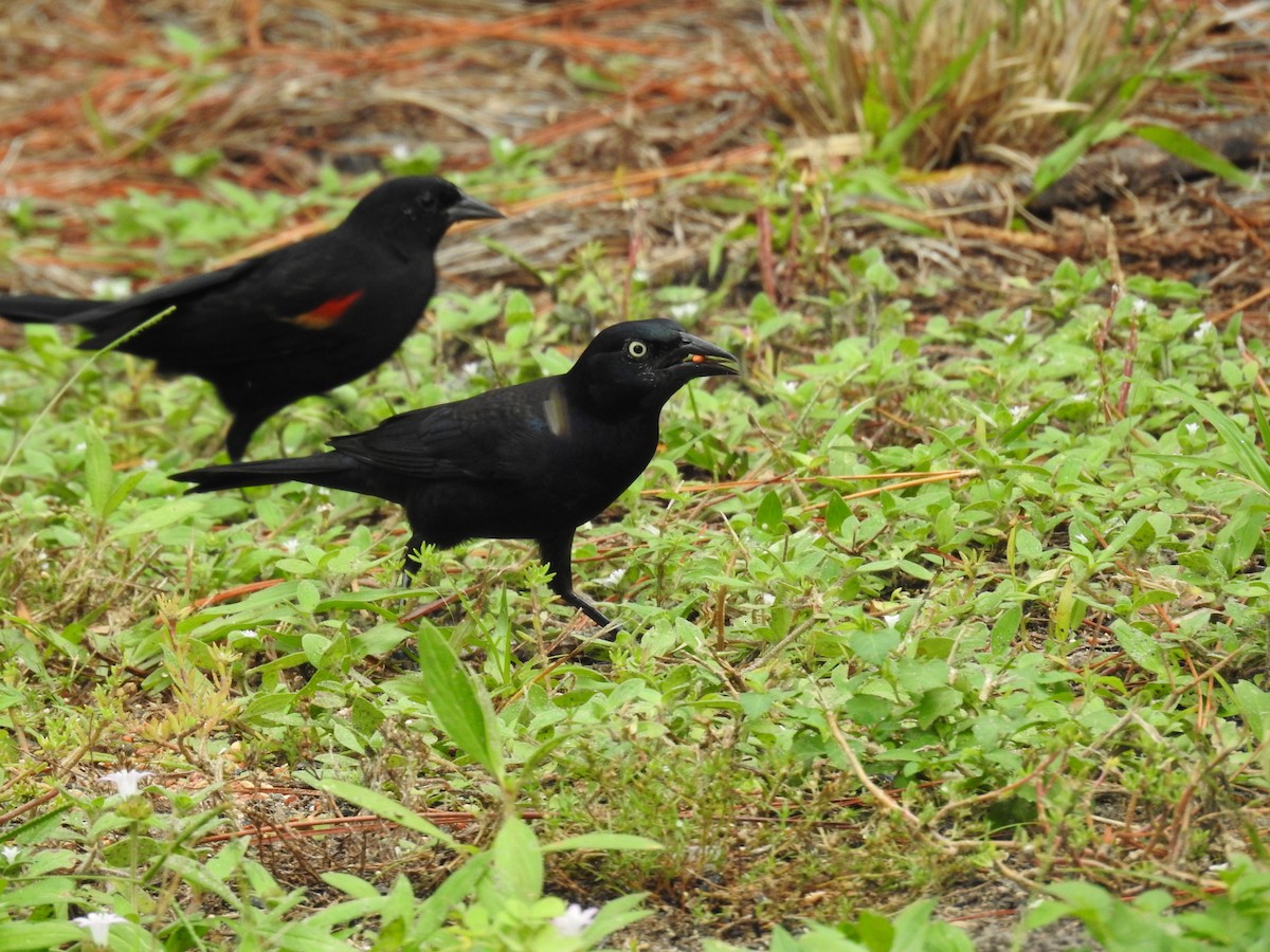 Common Grackle - ML609895366