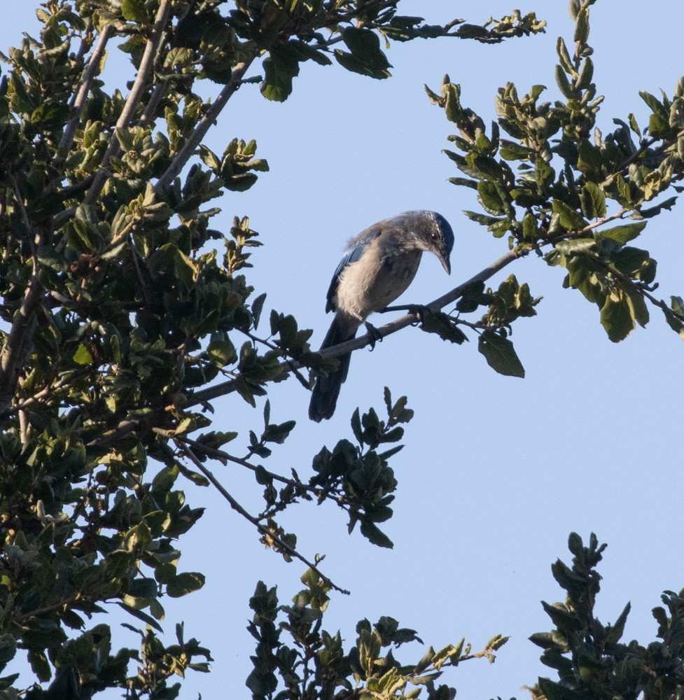 California Scrub-Jay - ML609895539