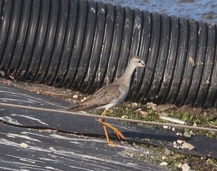 Lesser Yellowlegs - William Scott