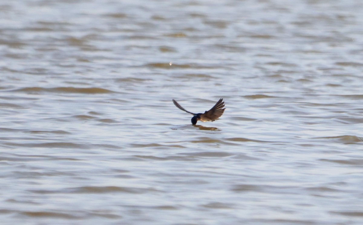 Barn Swallow - ML609895581