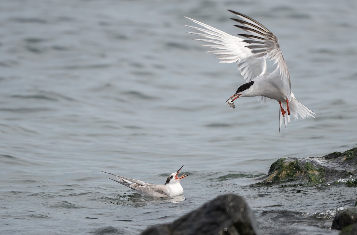 Common Tern - ML609895671