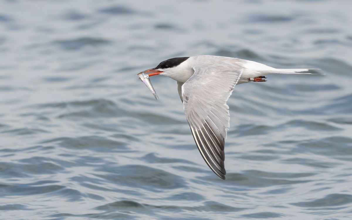 Common Tern - ML609895709