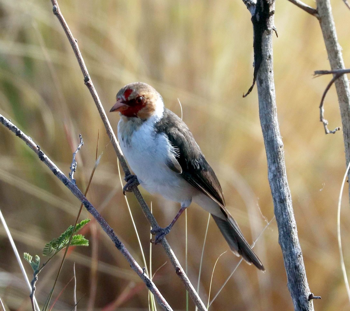 Yellow-billed Cardinal - ML609895714