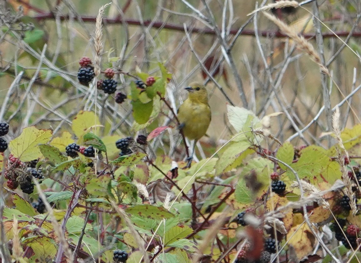 Orchard Oriole - Greg Gray