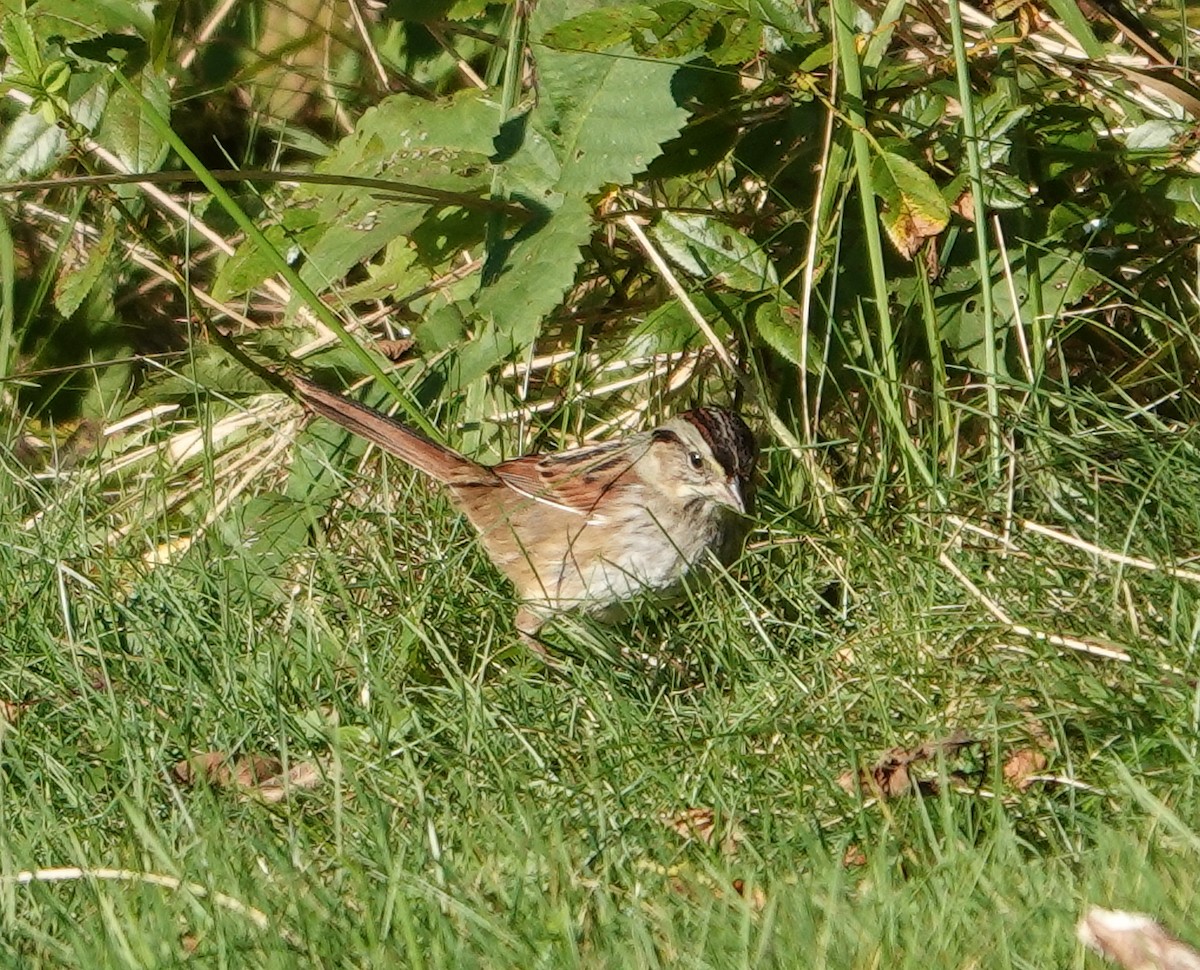 Swamp Sparrow - ML609895752