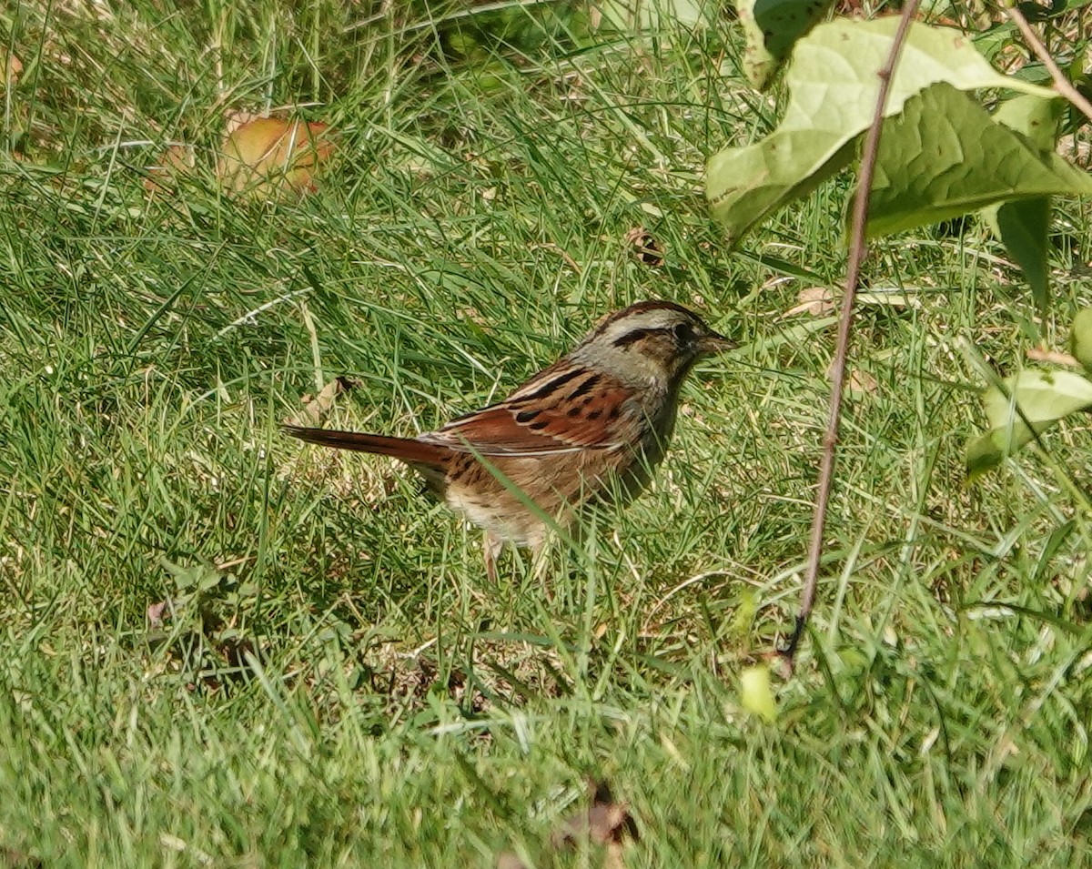 Swamp Sparrow - ML609895753
