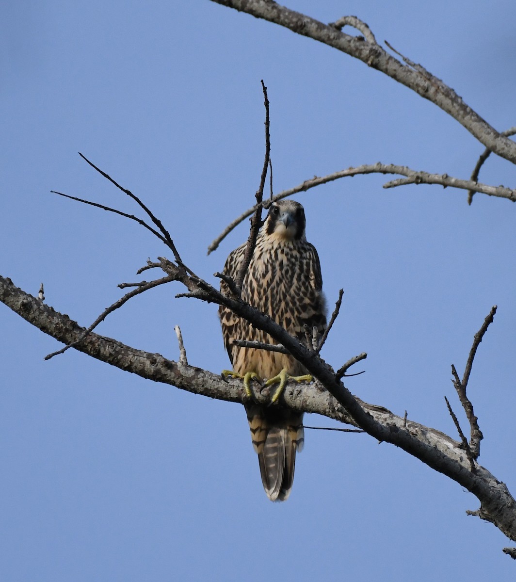 Peregrine Falcon - Bryant Diersing