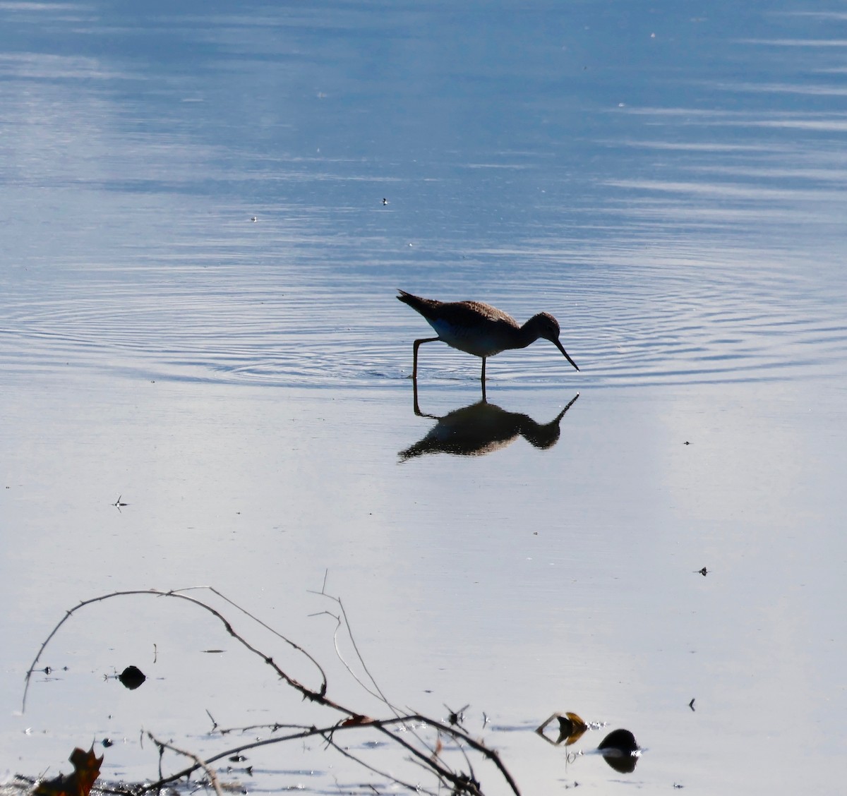 Greater Yellowlegs - ML609895784